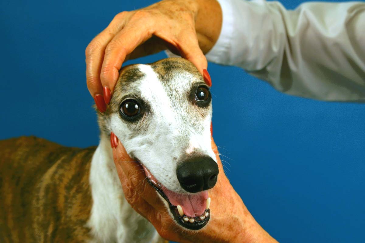 StepbyStep The Neurologic Examination Clinician's Brief